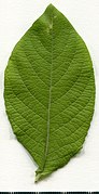 2020. Herbarium. Salix caprea. img-049.jpg