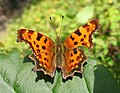 Comma Butterfly, Polygonia c-album.