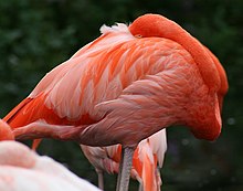 Szürke lábú rózsaszín flamingó hosszú nyakát hátrafordítja, és fejét háttollai közé fúrja