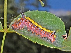 Larva semiaucta Acronictae psi Rosa canina vescitur.