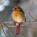 Image 103Northern cardinal female in Central Park