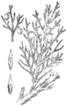 Smrdljiva brina (Juniperus sabina). Illustration #128 in: Martin Cilenšek: Naše škodljive rastline, Celovec (1892)