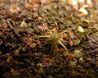 Drosera pygmaea