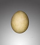 Ägg av G. b. meridionalis