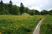 Nikkōkisuge in the Shiga Highlands, Nagano Prefecture