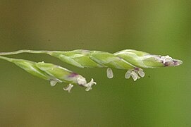 Épillets en fleur, anthères apparentes