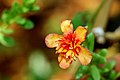 Portulaca flowers