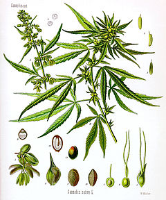 Hariliku kanepi illustratsioon raamatust "Köhler's Medizinal-Pflanzen" -A õitsev isastaim ja B viljuv emastaim.