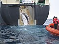 Image 61An adult and sub-adult Minke whale are dragged aboard the Japanese whaling vessel Nisshin Maru. (from Southern Ocean)