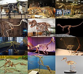 1-й ряд: аллозавр, спинозавр, торвозавр; 2-й ряд: галлимим, тираннозавр, компсогнат; 3-й ряд: альваресзавр, Alxasaurus, авимим; 3-й ряд: велоцираптор, гесперорнис, бледноногий буревестник