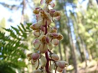 Pyrola picta