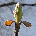 Ľaliovník tulipánokvetý; rozvíjajúci sa púčik (skorá jar)