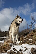 Alaskan Malamute