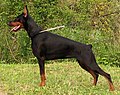 Dobermann, raça famosa de can de garda e de can policier.