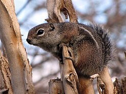 Hario antilopinis staras (Ammospermophilus harrisii)