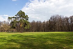 Tsaritsyno. Pine lawn behind the Big Palace