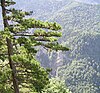 Perucica forest within Sutjeska National Park