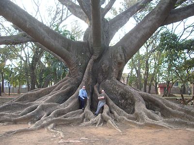 Surgrundaj radikoj de Ceiba pentandra.