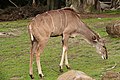 Greater Kudu