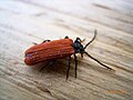 Beetle (Platycis minutus)