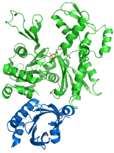 Profilin-1