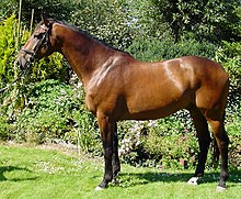 Dans un jardin, un cheval bai est présenté par son profil gauche. Il est athlétique et bien proportioné.