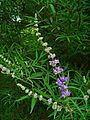 A inflorescência de Vitex agnus-castus, cada um dos quais é um tirso.