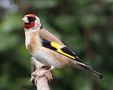 European goldfinch (Carduelis carduelis)