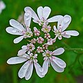 Fleurs extérieures de l'ombellule asymétriques.