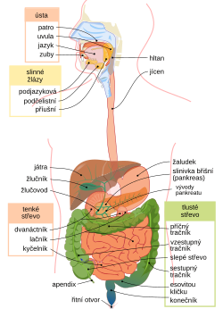 Trávicí soustava člověka: žaludek znázorněn růžově