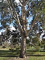 Eucalyptus chapmaniana