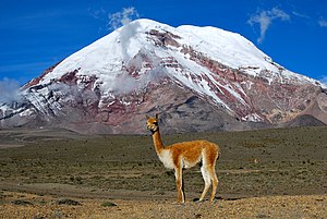 エクアドルの最高峰チンボラソを背景にたたずむビクーニャ