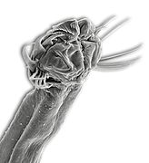 Tête de Spadella cephaloptera (Phragmophora)