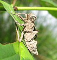 Dragonfly nymph