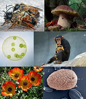 진핵생물의 생물다양성(왼쪽 상단부터 시계방향으로: 가위벌, 그물버섯, 섬모충, 페르시아미나리아재비, 좁쌀공말, 침팬지)