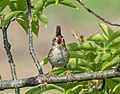 Image 30Marsh wren singing at Hammonasset Beach State Park