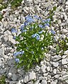 Myosotis sun Dantersasc (Grupa de Saslonch).