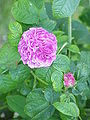 Rosa gallica