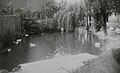Rybníček před mlýnem, bez data (30. -40. léta 20. století)