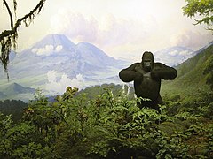 Gorille au musée américain d'histoire naturelle de New York.