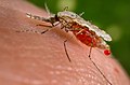 正在吸血的疟蚊，尾部的一滴血是营养被吸收的血。