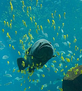 Epinephelus lanceolatus (Mérou géant).