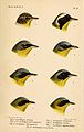 1. (upper left corner) Common Yellowthroat  (Geothlypis trichas, cat. ) Subspecies: G. t. trichas 2. (upper right corner) G. t. melanops 3. (upper left center) Grey-crowned Yellowthroat  (Geothlypis poliocephala, cat. ) 4. (upper right center) Grey-crowned Yellowthroat  (Geothlypis poliocephala, cat. ) 5. (lower left center) Southern Yellowthroat  (Geothlypis velata, cat. ) 6. (lower right center) Chiriqui Yellowthroat  (Geothlypis chiriquensis, cat. ) 7. (lower left corner) Masked Yellowthroat  (Geothlypis aequinoctialis, cat. ) Subspecies: G. ae. aequinoctialis 8. (lower right corner) Black-lored Yellowthroat  (Geothlypis auricularis, cat. )