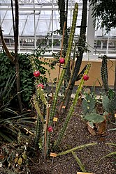 Bij Harrisia bonplandii met op de stengels groeiende bloemen. (Nationale Plantentuin van België)