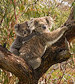 Deutsch: Koalas Phascolarctidae (cat.)