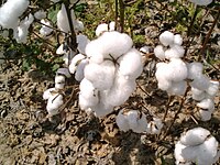 Cotton in Luís Eduardo Magalhães