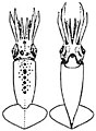 Dorsal and ventral views of juvenile A. lichtensteinii (16 mm ML)