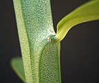 Estípula glandular en Euphorbia pteroneura.