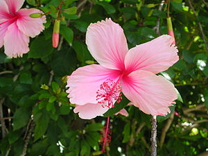 Roosa hibisk Austraaliast