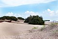 Natural dunes by the beach at Mar de Ajó, Buenos Aires province, Argentina.